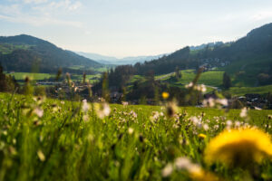 Blühende Bergwiese in Oberstaufen im Allgäu, ideal für einen Wildkräuter-Spaziergang