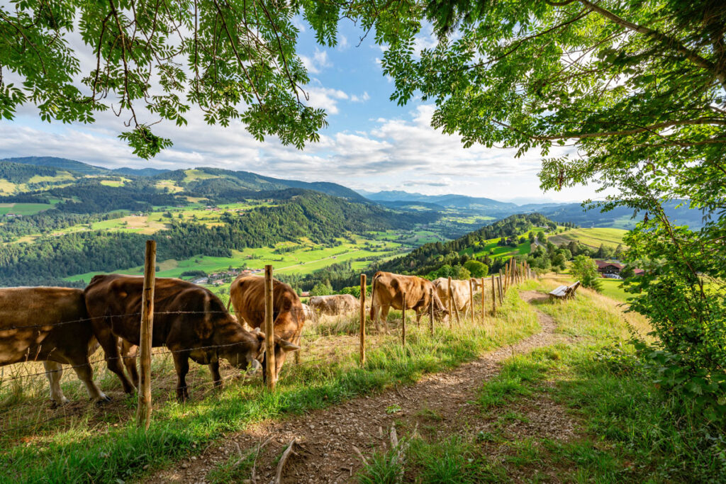 Traditionelle Allgäuer Kühe auf einer grünen Almwiese in Oberstaufen