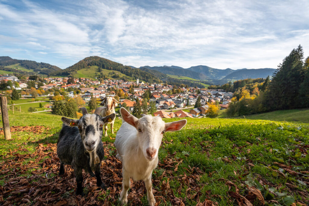 Drei neugierige Ziegen auf einer Bergwiese im Herbst mit Blick auf den im Tal liegenden Ort Oberstaufen.