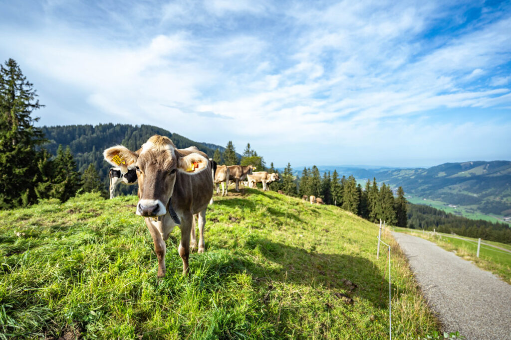 Eine Herde Allgäuer Braunvieh steht im Sommer auf einer Bergweide am Gschwender Horn neben einem asphaltierten Wanderweg.