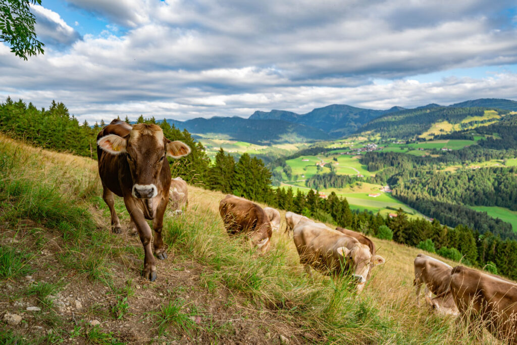 Mehrere Allgäuer Milchkühe grasen an einem steilen Berghang am Kapf vor einer weiten Berg- und Talkulisse.