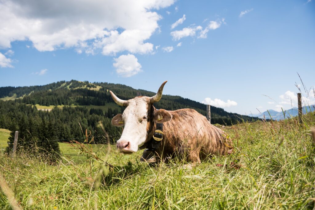 Eine Allgäuer Kuh auf der Bergwiese während der geführten Alpwanderung in Obermaiselstein.