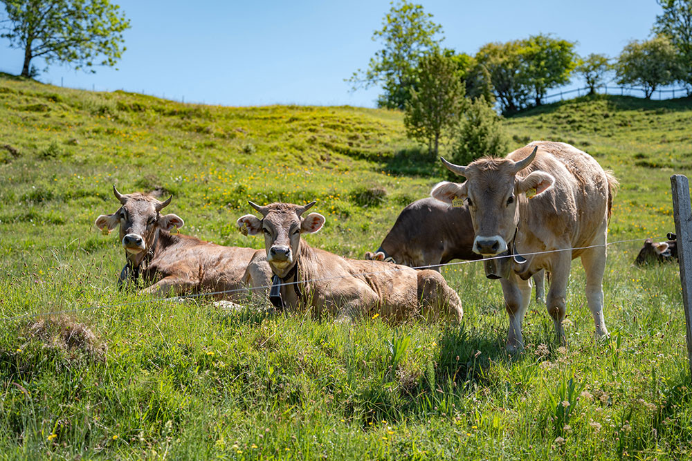 Rinder im Allgäu auf einer Bergwiese