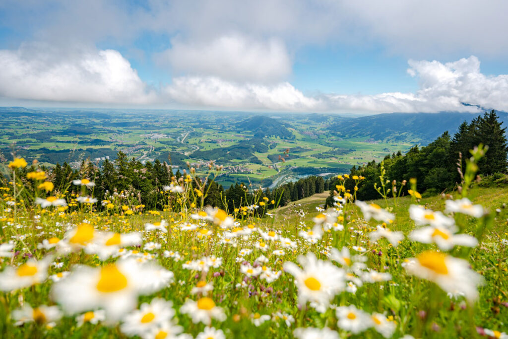 Panoramablick vom Mittagberg über eine blühende Margeritenwiese auf das weite Allgäuer Voralpenland unter blauem Himmel.