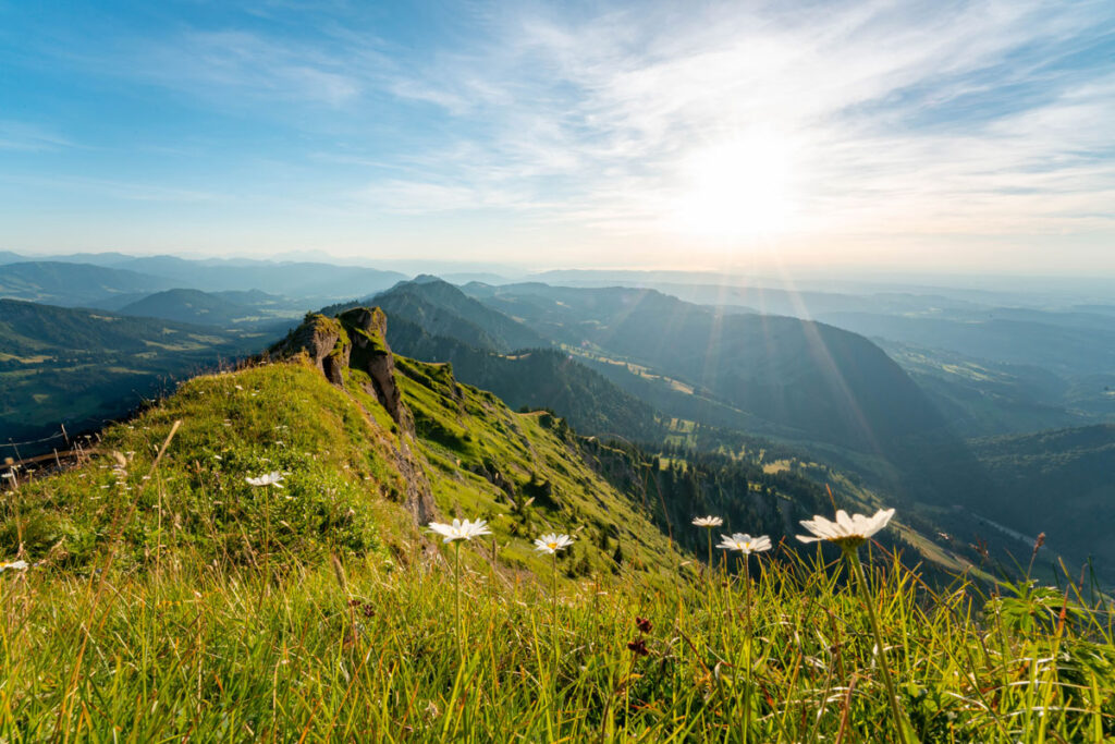 Blühende Margeriten auf den grünen Bergwiesen des Hochgrats mit Blick auf die umliegenden Gipfel der Nagelfluhkette.
