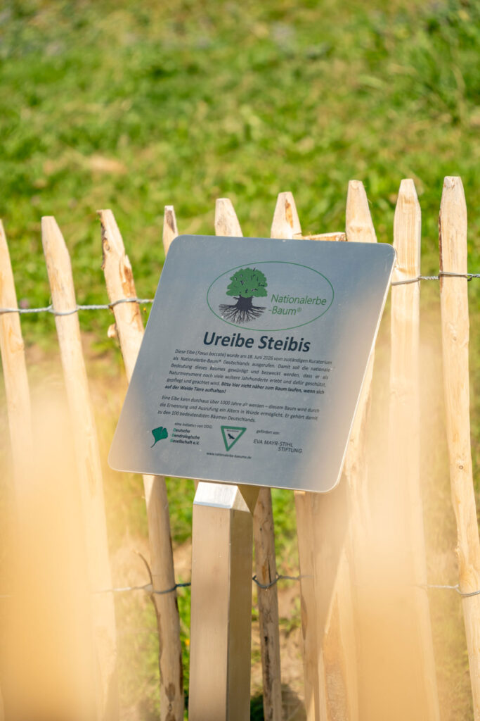 Nahaufnahme einer silbernen Informationstafel hinter einem Holzzaun, die die Ureibe Steibis als Nationalerbe-Baum ausweist.