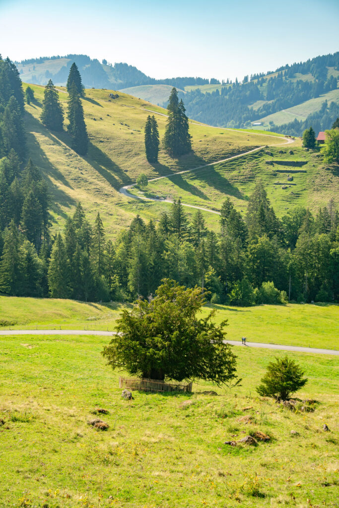 Weite Landschaftsaufnahme der Ureibe bei Steibis, die mit einem kleinen Holzzaun geschützt auf einer grünen Weide steht, umgeben von Hügeln und Wäldern.