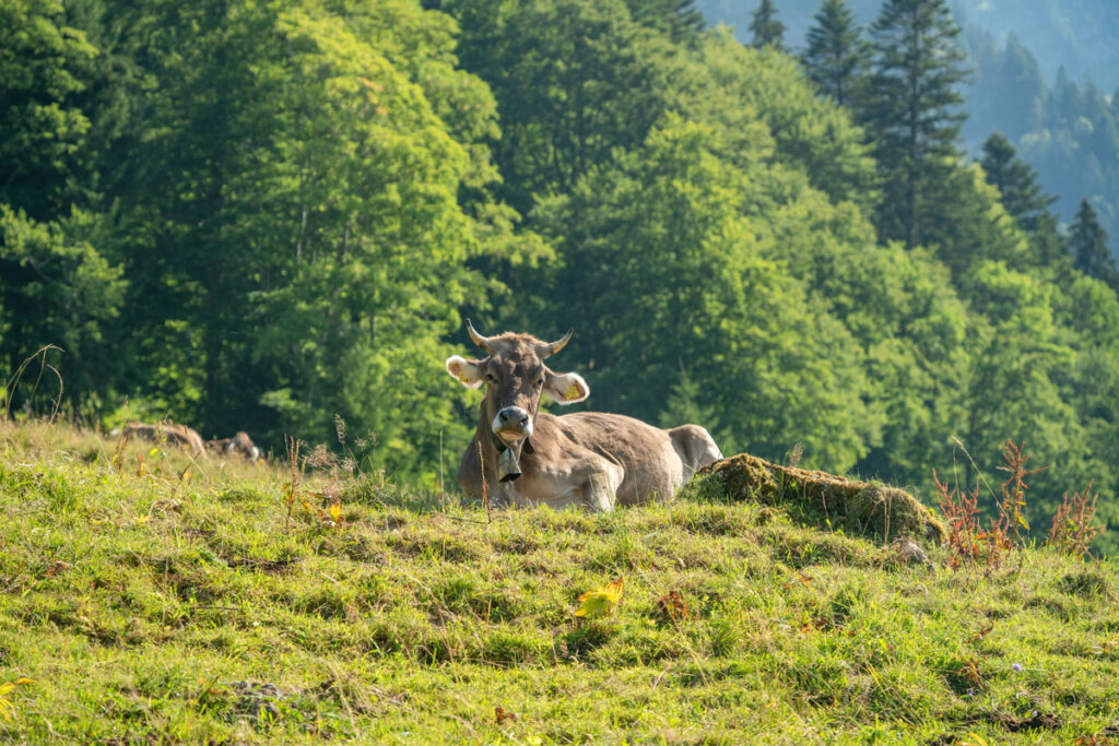 Eine Allgäuer Braunvieh-Kuh mit Glocke liegt entspannt auf einer grünen Bergweide vor einem dichten Waldhintergrund.